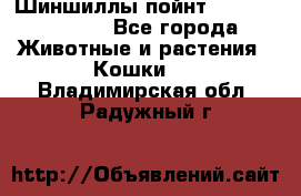 Шиншиллы пойнт ns1133,ny1133. - Все города Животные и растения » Кошки   . Владимирская обл.,Радужный г.